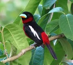 24 Days Grand Vietnam Birding Tour