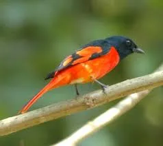 4 Days Tam Dao National Park Bird Watching Tours